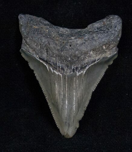 Serrated Megalodon Tooth - South Carolina #13688